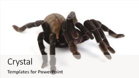  Presentation with tv studio - Colorful presentation theme enhanced with spidervenom - close up studio photo backdrop and a white colored foreground