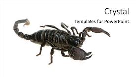  Presentation with background - Cool new slides with spidervenom - emperor scorpion in front backdrop and a white colored foreground
