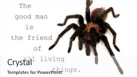  Presentation with oklahoma - Beautiful PPT theme featuring an oklahoma brown tarantula backdrop and a white colored foreground