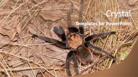  Presentation with oklahoma - Cool new theme with oklahoma brown tarantula in its backdrop and a  colored foreground