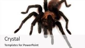  Presentation with oklahoma - Beautiful presentation theme featuring man ot the edge of a cliff looking at the magnificent vew of meteora rock formations backdrop and a violet colored foreground