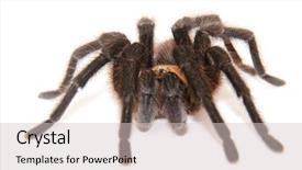  Presentation with oklahoma - PPT layouts enhanced with oklahoma brown tarantula on white background and a  colored foreground