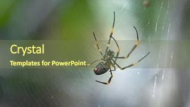  Presentation with weaving - Presentation consisting of spider weaving in it's web background and a violet colored foreground