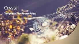  Presentation with spider web - PPT theme having spider web in autumn meadow background and a violet colored foreground