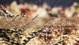  Presentation with spider web - PPT layouts with spider web in autumn season background and a coral colored foreground
