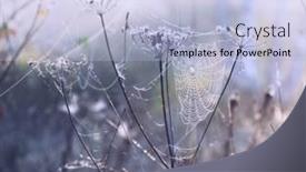  Presentation with spider web - Theme enhanced with spider web in drops background and a light blue colored foreground