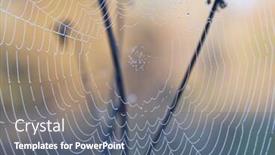  Presentation with spider web - Beautiful PPT layouts featuring spider web in drops backdrop and a gray colored foreground