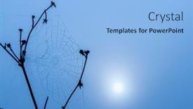 Presentation with spider web - Presentation featuring spider-web-in-sunrise-sun background and a light blue colored foreground