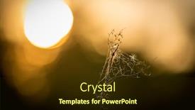  Presentation with spider web - PPT theme with spider-web-on-grass-against background and a wine colored foreground