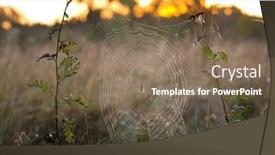  Presentation with spider web - Presentation theme enhanced with spider-web-on-morning-meadow background and a coral colored foreground