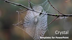  Presentation with spider web - Amazing presentation theme having spider web on tree twig in morning dew at autumn time backdrop and a dark gray colored foreground