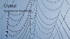  Presentation with spider web - PPT theme featuring spider web with dew drops closeup background and a light blue colored foreground