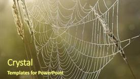  Presentation with spider web - Slides with spider web with dew drops background and a tawny brown colored foreground