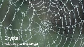  Presentation with spider web - Amazing PPT theme having spider web with morning dew backdrop and a gray colored foreground