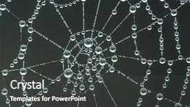 Presentation with spider web - Beautiful PPT layouts featuring spider web with morning dew backdrop and a dark gray colored foreground