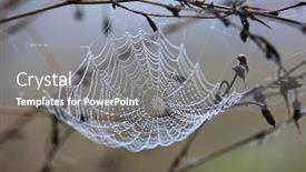  Presentation with spider web - Slide deck having spider web with water drops in morning dew background and a gray colored foreground