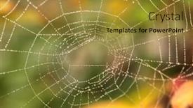  Presentation with spider web - Presentation theme having spider web background and a gold colored foreground