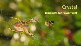  Presentation with spider web - Slide set consisting of spider-with-meal-caught background and a tawny brown colored foreground