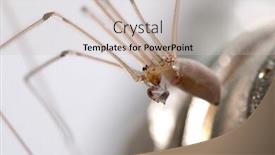  Presentation with ant - Cool new presentation theme with spider wrapping its prey ant backdrop and a soft green colored foreground