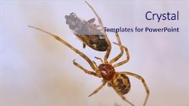  Presentation with spider web - Audience pleasing presentation theme consisting of spider wrapping its prey backdrop and a sky blue colored foreground