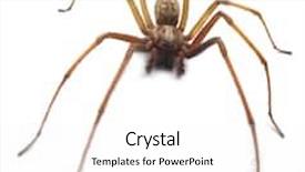  Presentation with spider - Slides with arachnida - spider background and a white colored foreground