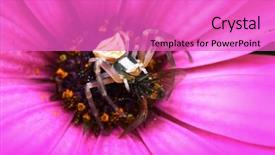  Presentation with spider - Slides with spidervenom - spider background and a coral colored foreground