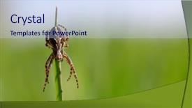  Presentation with spider - Slide set having spiders - oak spider aculepeira ceropegia background and a sky blue colored foreground