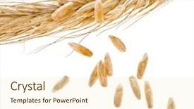  Presentation with grains - Amazing presentation theme having spikelet and young grains of wheat ears close up isolated on a white background backdrop and a cream colored foreground
