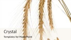  Presentation with grains - Presentation theme with spikelet and young grains of wheat ears close up isolated on a white background background and a lemonade colored foreground