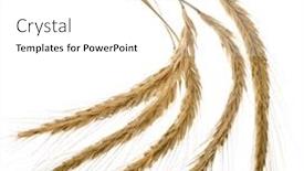  Presentation with grains - Cool new PPT theme with spikelets and grains of wheat ears isolated on a white background backdrop and a white colored foreground