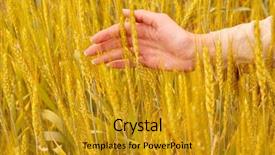  Presentation with element - PPT layouts enhanced with spikelets and the woman palm element of design background and a gold colored foreground