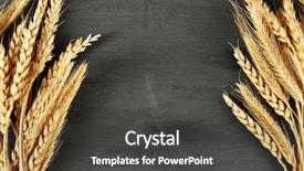  Presentation with wheat - Beautiful theme featuring spikelets-of-wheat-on-dark backdrop and a dark gray colored foreground