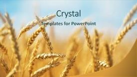  Presentation with sunny sky - Presentation design enhanced with spikes - close up of wheat ears background and a sky blue colored foreground