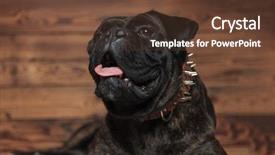  Presentation with fight two boxer boxing - Amazing slide set having spikes - curious panting boxer looks up backdrop and a  colored foreground