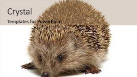  Presentation with brown sugar isolated on white - PPT theme consisting of spikes - hedgehog isolated on white background background and a coral colored foreground