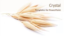  Presentation with oat - PPT theme having spikes - oat plant isolated background and a cream colored foreground