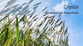  Presentation with unripe - PPT theme consisting of spikes - spike of unripe spelt grain background and a light blue colored foreground