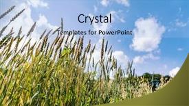  Presentation with unripe - Colorful PPT theme enhanced with spikes - spike of unripe spelt grain backdrop and a light blue colored foreground