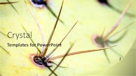  Presentation with pear - Presentation consisting of spikes-of-prickly-pear-cactus background and a blonde colored foreground