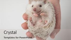  Presentation with light and people - Beautiful PPT theme featuring spiky african dwarf hedgehog resting backdrop and a light gray colored foreground