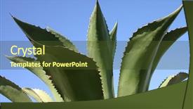  Presentation with plant - Presentation theme featuring spiky agave plant falmouth cornwall background and a tawny brown colored foreground