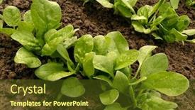 Presentation with spinach - Audience pleasing PPT theme consisting of spinach bed after watering backdrop and a tawny brown colored foreground