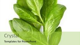  Presentation with green leaf - Beautiful theme featuring spinach-bunch-of-fresh-green backdrop and a yellow colored foreground