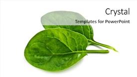  Presentation with spinach - Audience pleasing PPT theme consisting of spinach isolated on white background backdrop and a white colored foreground