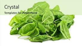  Presentation with spinach - Slides enhanced with spinach isolated on white background background and a yellow colored foreground