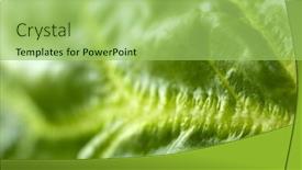  Presentation with spinach - Presentation theme with spinach leaf macro view background and a yellow colored foreground