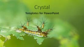  Presentation with spine - Slide set consisting of spine-caterpillar-of-narosoideus-sp background and a gold colored foreground