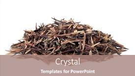  Presentation with thorn - PPT layouts featuring spine of honeylocust thorn plant used in chinese herbal medicine over white background zao jiao ci background and a coral colored foreground