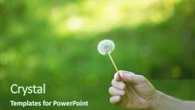  Presentation with lime green and white flower - Amazing slide set having sping - dandelion flower over vivid green backdrop and a forest green colored foreground