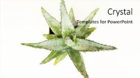  Presentation with pink and green nature - Cool new slides with spining plate - nature green isolated cactus backdrop and a cream colored foreground